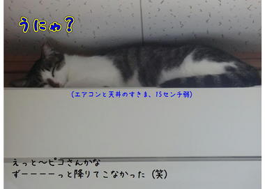 子猫部屋ピコ.JPEG